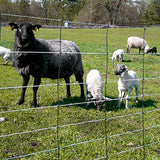 Sheep Netting Standard 50 meters